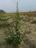 Chenopodium album